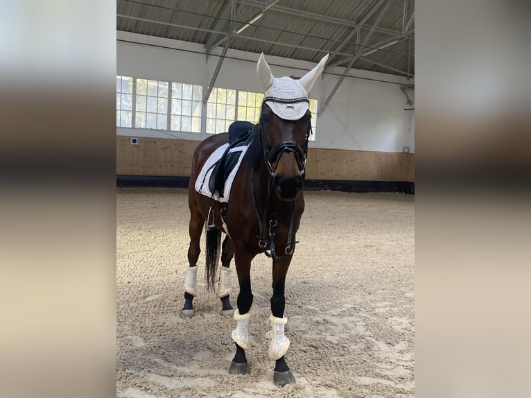 Other Thoroughbred Breeds Mare 8 years 16,1 hh Brown in Landshut Other Thoroughbred Breeds Mare 8 years 16,1 hh Brown in Landshut
