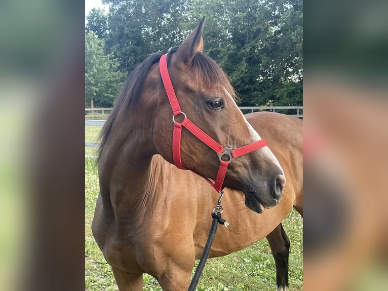 Other Thoroughbred Breeds Mare 9 years 14,2 hh Chestnut-Red in Techum
