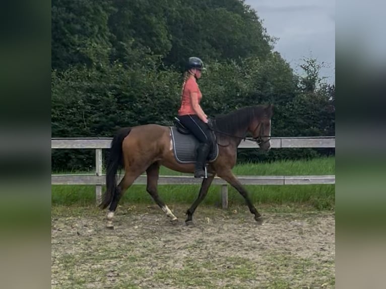 Other Thoroughbred Breeds Mare 9 years 14,2 hh Chestnut-Red in Techum