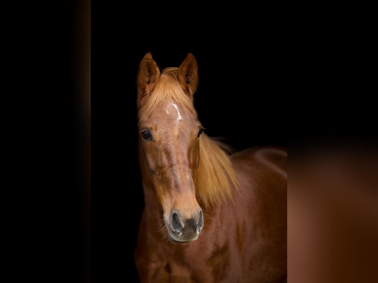 Other Thoroughbred Breeds Mare 9 years 15,1 hh Chestnut-Red in Wegberg