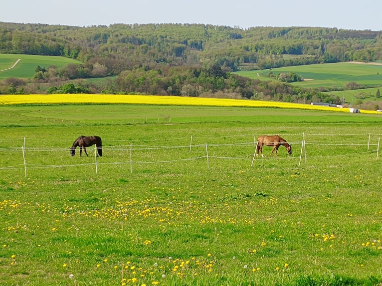 Other Thoroughbred Breeds Mare 9 years 15,2 hh Brown in Wetzlar