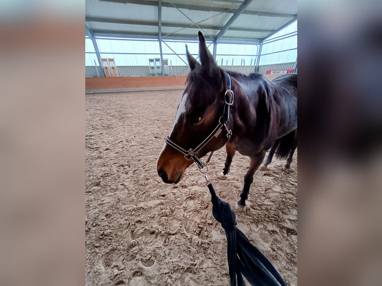 Other Thoroughbred Breeds Mare 9 years 15,2 hh Brown in Wetzlar