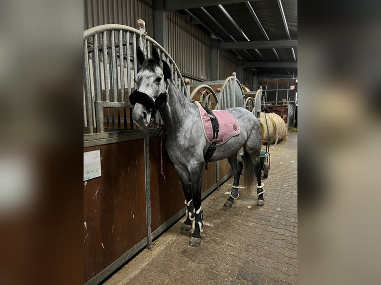 Other Thoroughbred Breeds Mare 9 years 15.2 hh Grey in Groß-Bieberau
