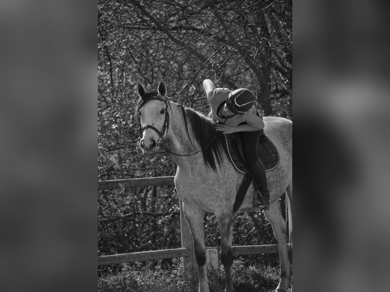 Other Thoroughbred Breeds Mare 9 years 15,2 hh Grey in L'Aiguillon