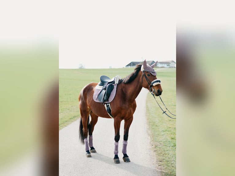 Other Thoroughbred Breeds Mare 9 years 16,1 hh Brown in Franking