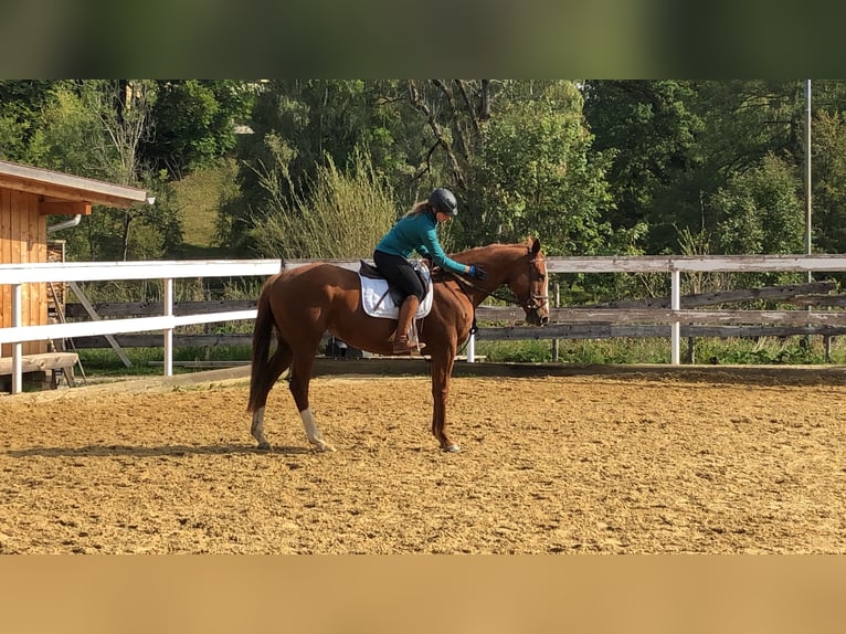 Other Thoroughbred Breeds Mare 9 years 16 hh Chestnut-Red in Seehausen am Staffelsee