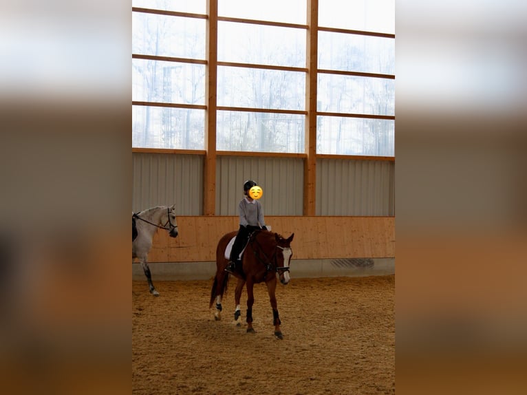 Other Thoroughbred Breeds Mare 9 years 16 hh Chestnut-Red in Seehausen am Staffelsee