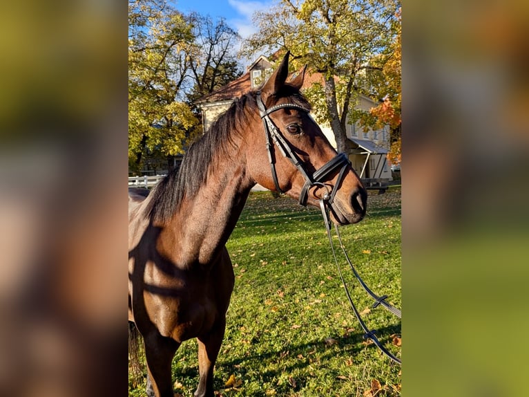 Other Thoroughbred Breeds Mare 9 years 16,1 hh Brown in Landshut