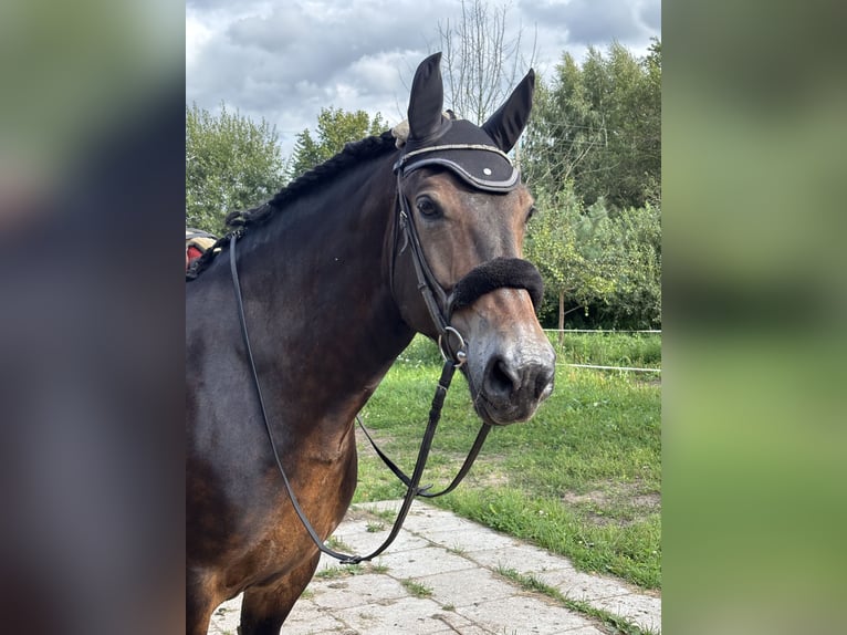 Other Thoroughbred Breeds Mix Mare 9 years Bay in Trakai