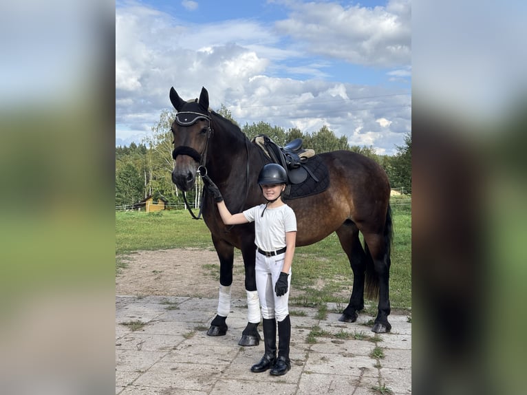 Other Thoroughbred Breeds Mix Mare 9 years Bay in Trakai