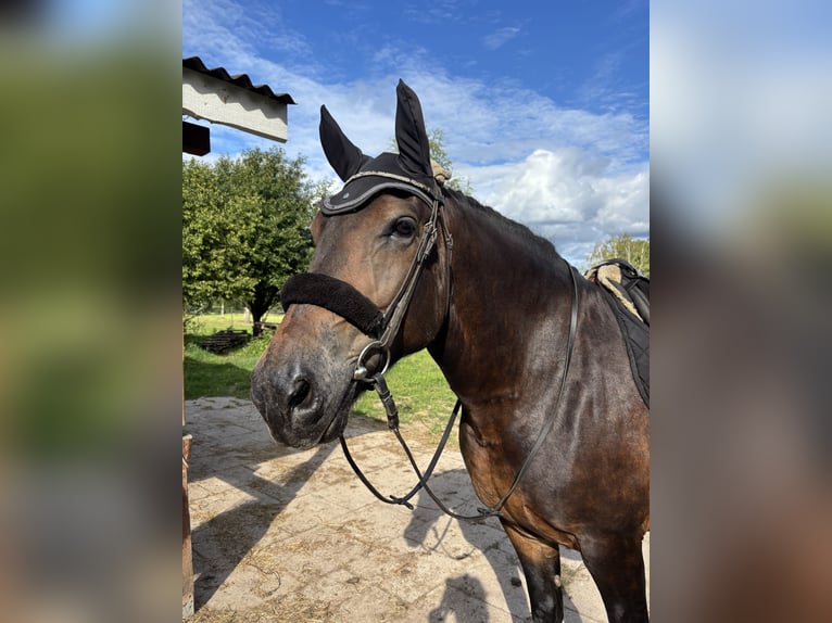 Other Thoroughbred Breeds Mix Mare 9 years Bay in Trakai