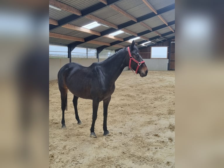 Other Thoroughbred Breeds Mare 9 years Black in Messancy