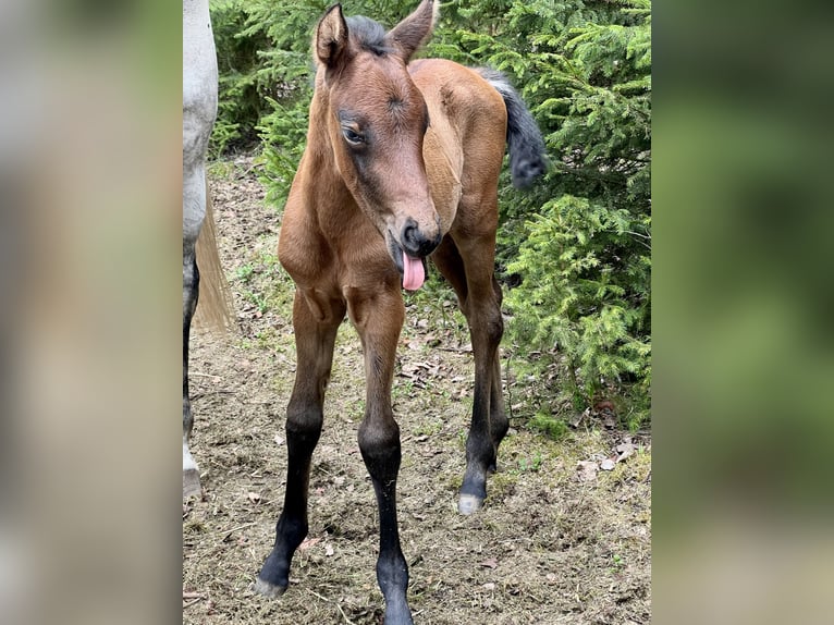 Other Thoroughbred Breeds Mare Foal (04/2025) 12,2 hh Bay-Dark in Morgenr&#xF6;the-Rautenkranz