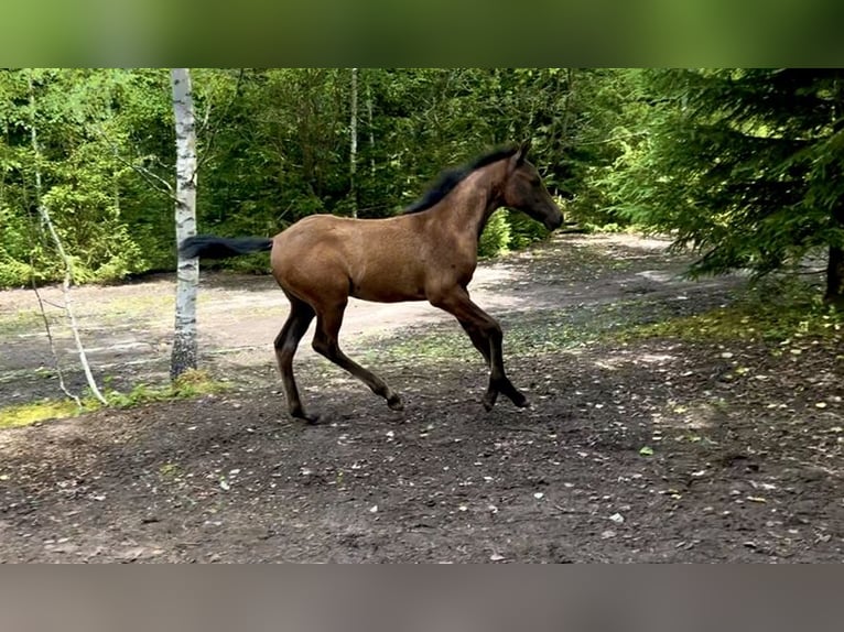 Other Thoroughbred Breeds Mare Foal (04/2025) 12,2 hh Bay-Dark in Morgenr&#xF6;the-Rautenkranz