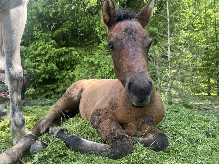 Other Thoroughbred Breeds Mare Foal (04/2025) 12,2 hh Bay-Dark in Morgenr&#xF6;the-Rautenkranz