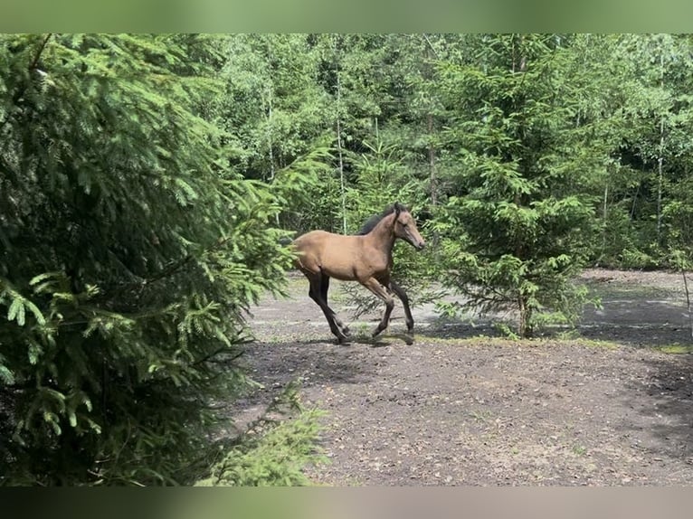 Other Thoroughbred Breeds Mare Foal (04/2025) 12,2 hh Bay-Dark in Morgenr&#xF6;the-Rautenkranz
