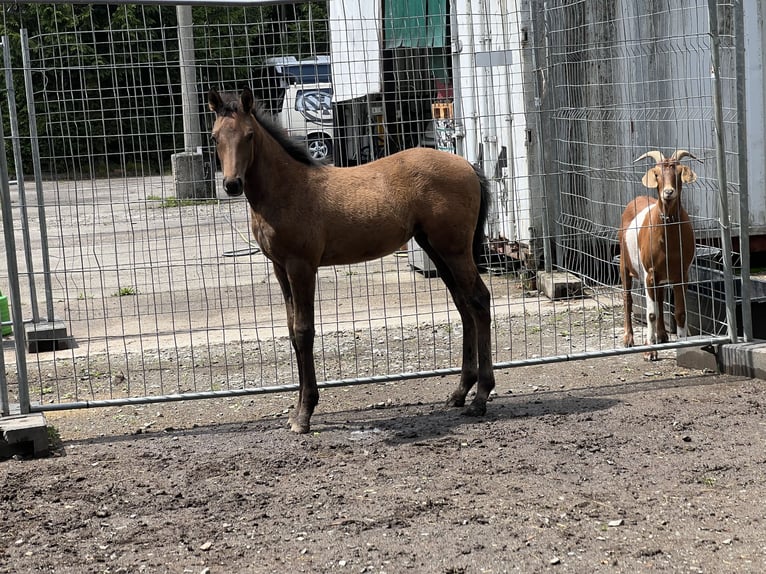 Other Thoroughbred Breeds Mare Foal (04/2025) 12,2 hh Bay-Dark in Morgenr&#xF6;the-Rautenkranz