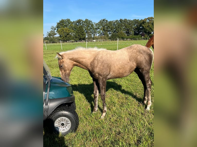 Other Thoroughbred Breeds Mare Foal (06/2025) 16 hh Palomino in Lingen