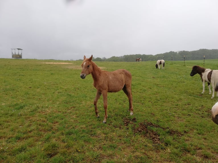 Other Thoroughbred Breeds Stallion 1 year 15.2 hh Grey in Tellig Althaus