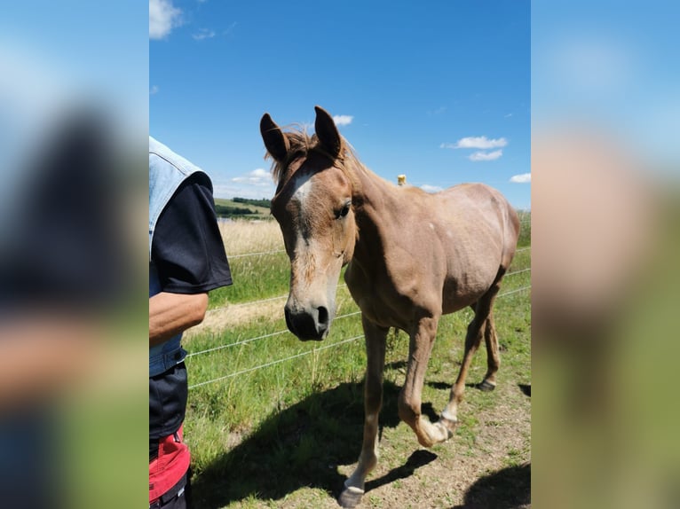 Other Thoroughbred Breeds Stallion 1 year 15.2 hh Grey in Tellig Althaus