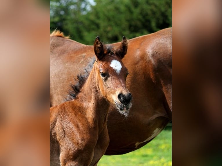 Other Thoroughbred Breeds Stallion 1 year 15 hh Brown in GOVEN