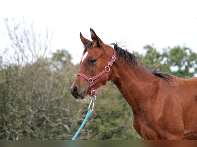 Other Thoroughbred Breeds Stallion 1 year 15 hh Brown in GOVEN