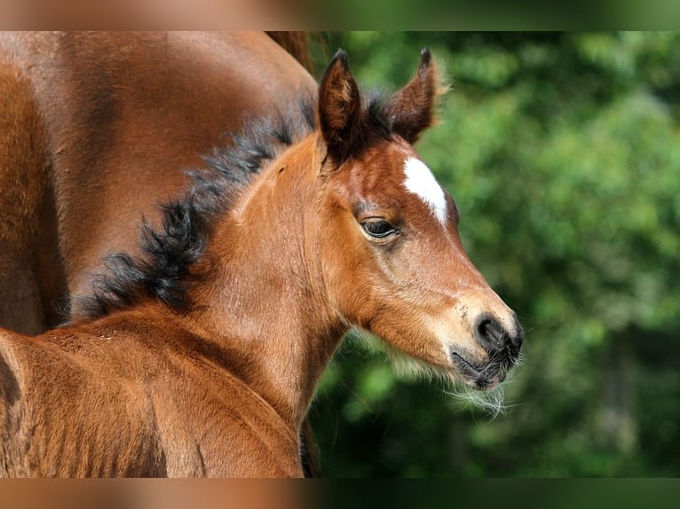 Other Thoroughbred Breeds Stallion 1 year 15 hh Brown in GOVEN