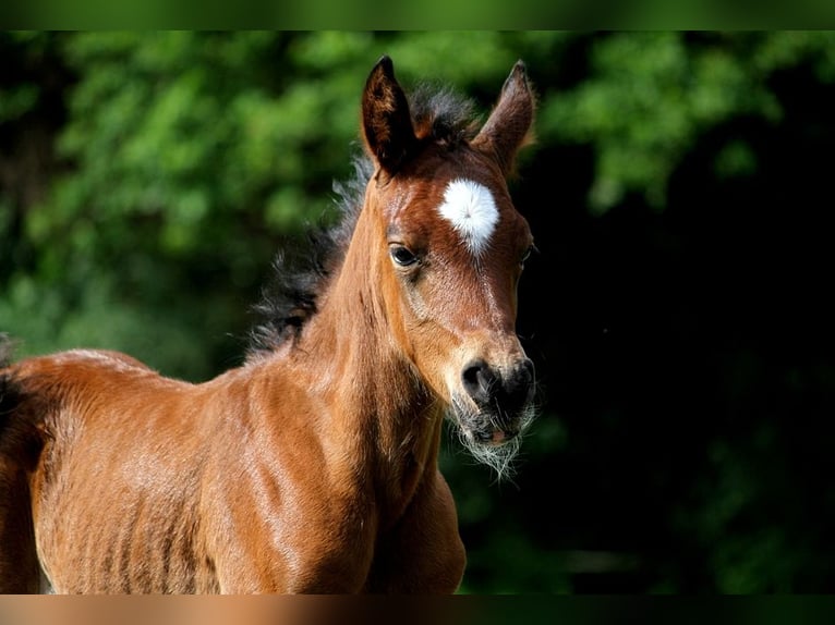 Other Thoroughbred Breeds Stallion 1 year 15 hh Brown in GOVEN