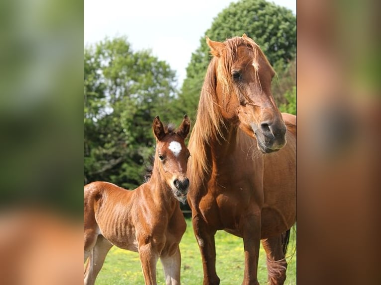 Other Thoroughbred Breeds Stallion 1 year 15 hh Brown in GOVEN