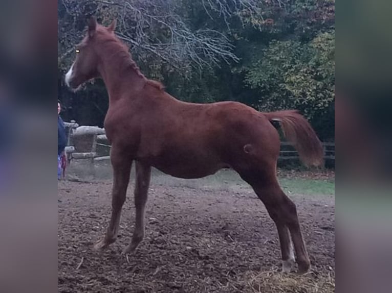 Other Thoroughbred Breeds Stallion 1 year 16 hh Chestnut-Red in Koprivnica