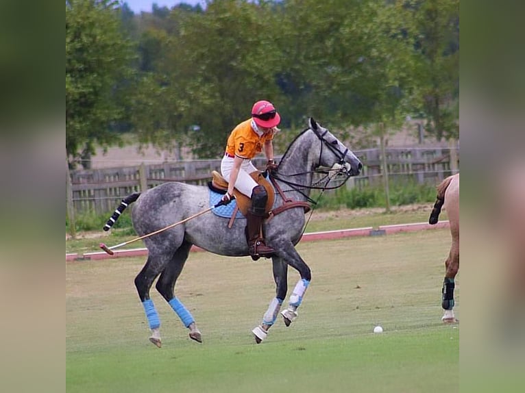 Other Thoroughbred Breeds Stallion 8 years 15,1 hh Gray-Blue-Tan in Dallgow-Döberitz