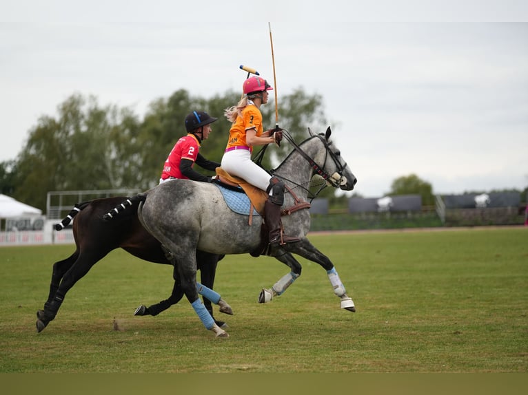 Other Thoroughbred Breeds Stallion 8 years 15,1 hh Gray-Blue-Tan in Dallgow-Döberitz