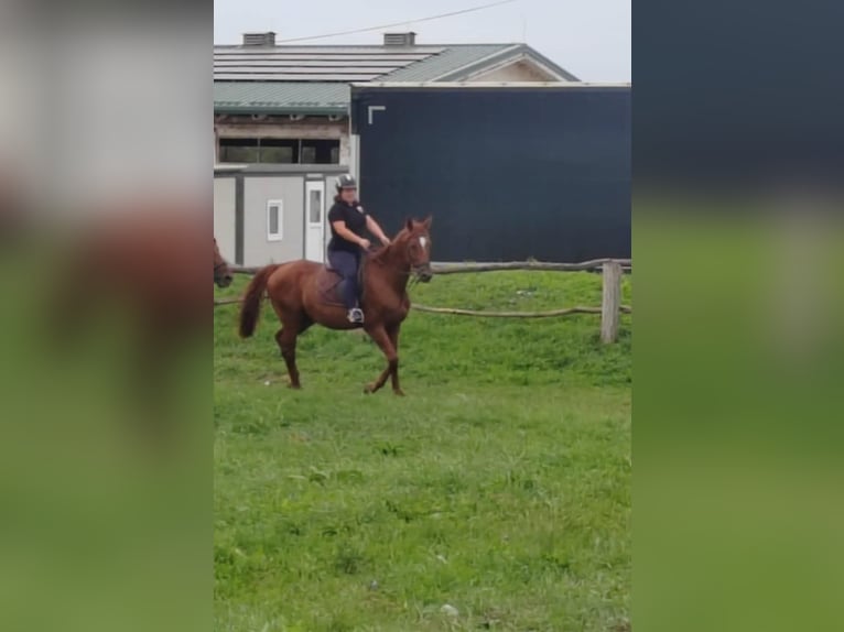 Other Thoroughbred Breeds Stallion 9 years 16 hh Chestnut-Red in Koprivnica