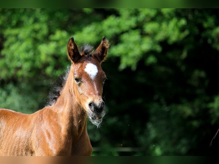 Other Thoroughbred Breeds Stallion Foal (05/2024) 15 hh Brown in GOVEN