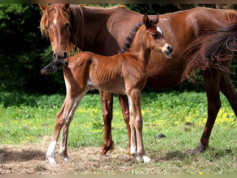 Other Thoroughbred Breeds Stallion Foal (05/2024) 15 hh Brown in GOVEN