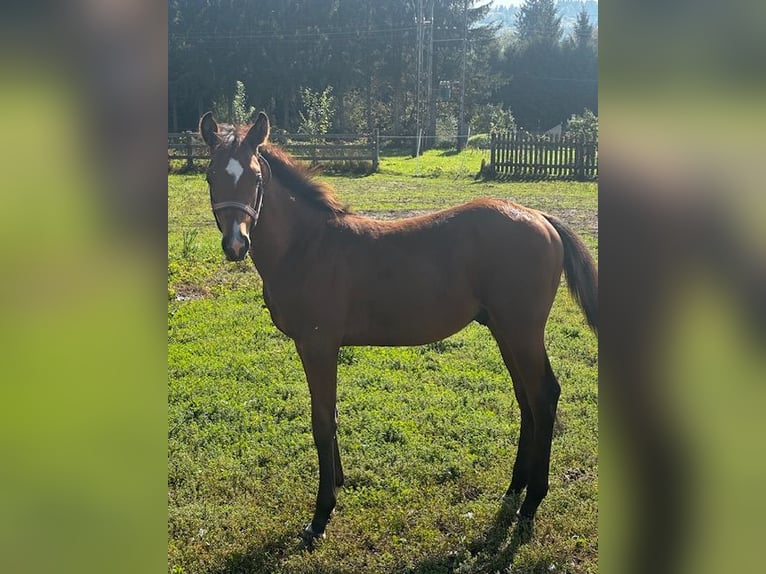 Other Thoroughbred Breeds Stallion Foal (04/2024) Brown in Wybrzeże