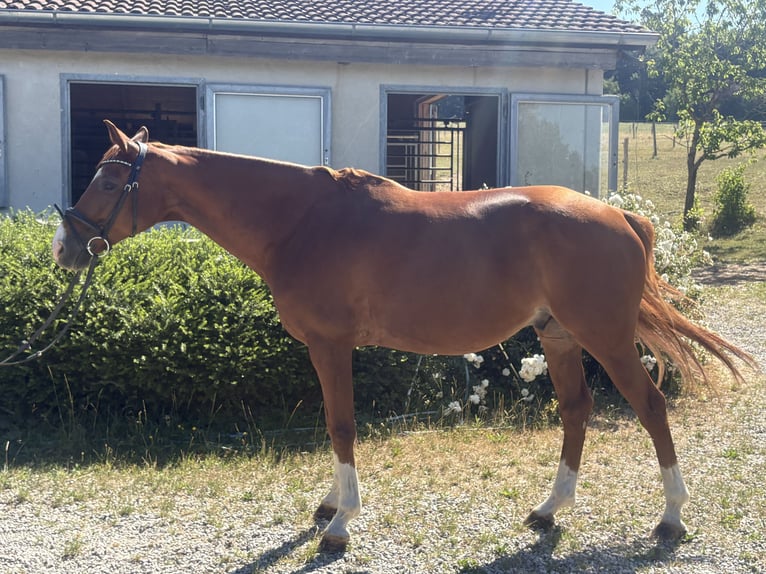 Other Warmbloods Gelding 10 years 15.1 hh Chestnut-Red in Deisenhausen