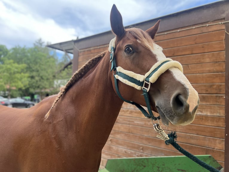 Other Warmbloods Gelding 10 years 15,2 hh Chestnut-Red in Gauting