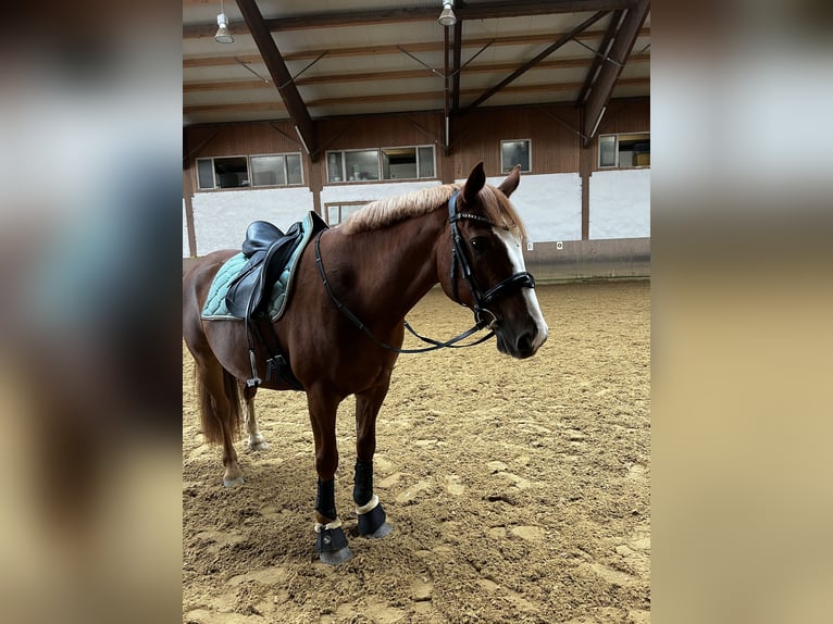 Other Warmbloods Gelding 10 years 15,2 hh Chestnut-Red in Gauting