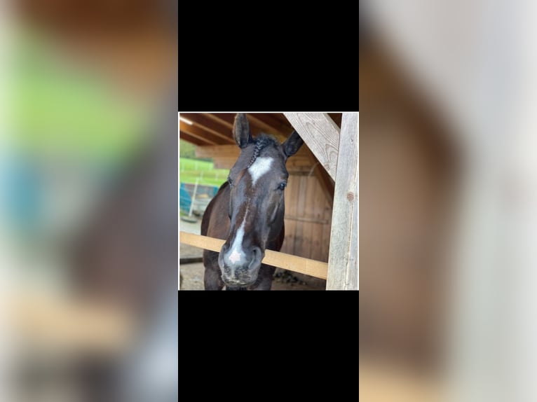 Other Warmbloods Gelding 10 years 15.2 hh Smoky-Black in Babensham