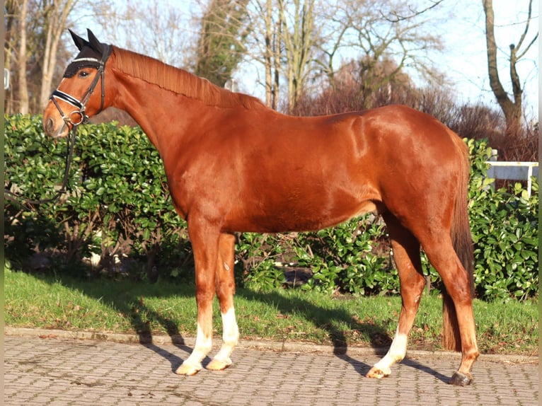 Other Warmbloods Gelding 10 years 15,3 hh Chestnut-Red in Selsingen