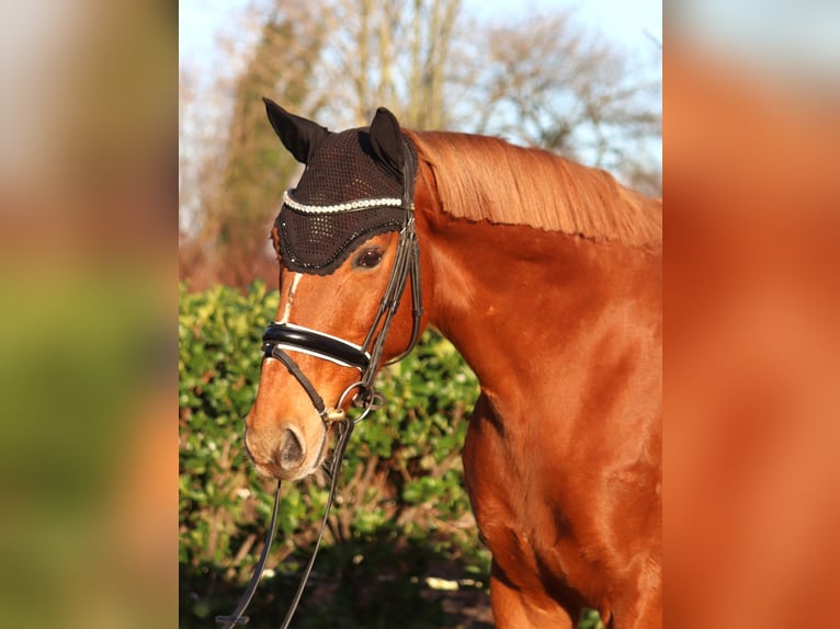 Other Warmbloods Gelding 10 years 15,3 hh Chestnut-Red in Selsingen