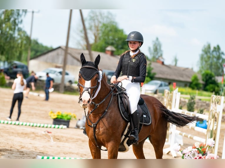 Other Warmbloods Gelding 10 years 15.3 hh Chestnut in Vuti
