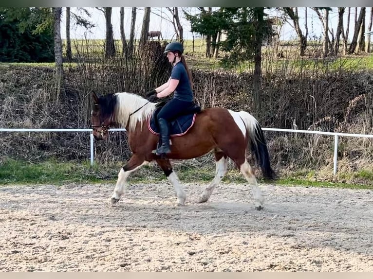 Other Warmbloods Gelding 10 years 15 hh Pinto in Pelmberg