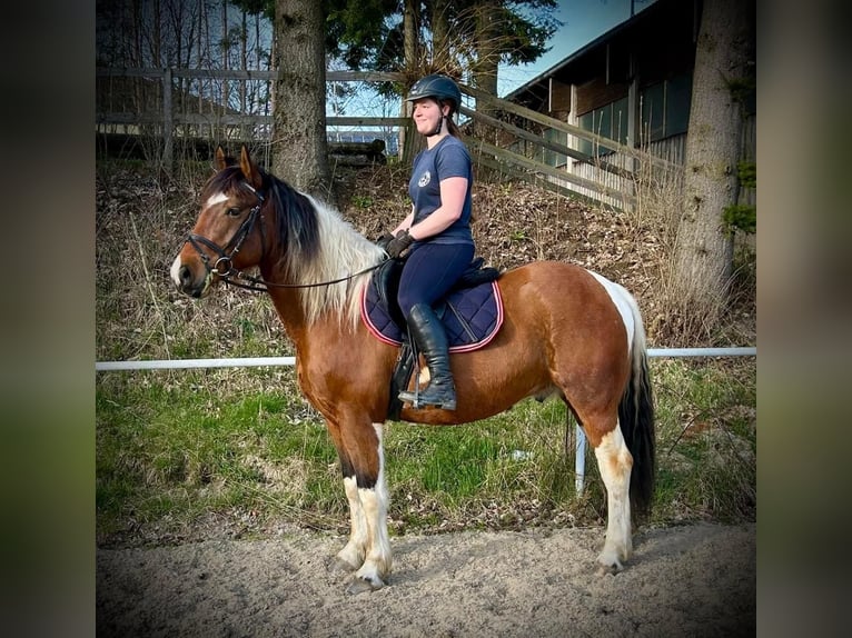 Other Warmbloods Gelding 10 years 15 hh Pinto in Pelmberg