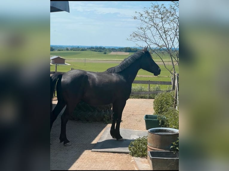 Other Warmbloods Gelding 10 years 15,2 hh Smoky-Black in Babensham