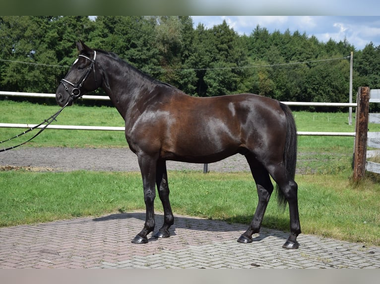 Other Warmbloods Gelding 10 years 16,1 hh Black in Che&#x142;mno