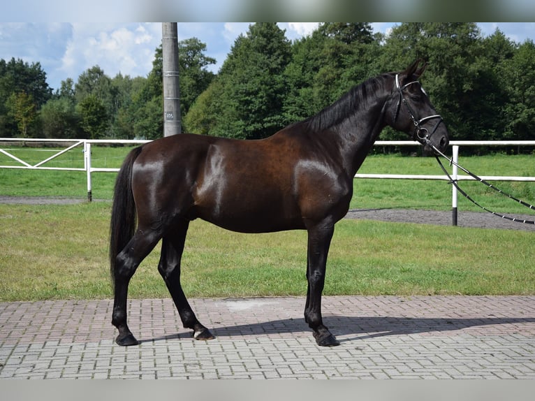 Other Warmbloods Gelding 10 years 16,1 hh Black in Che&#x142;mno
