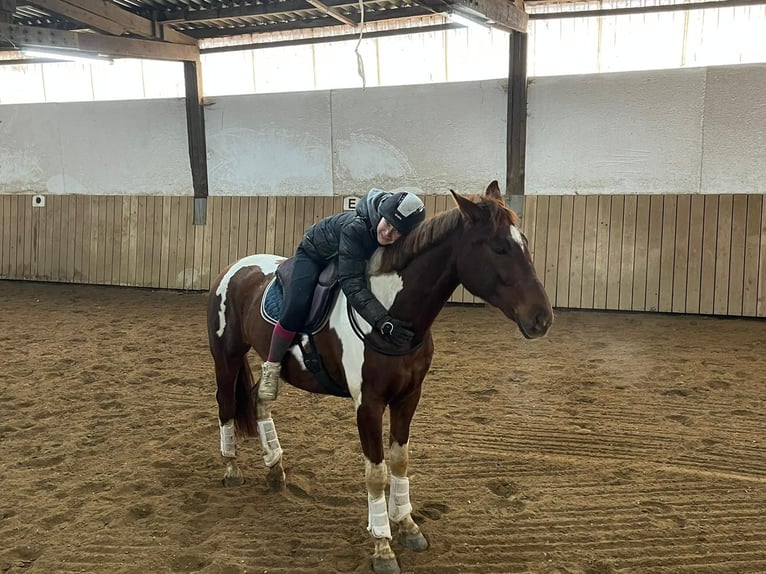 Other Warmbloods Gelding 10 years 16.2 hh Pinto in Sinsheim