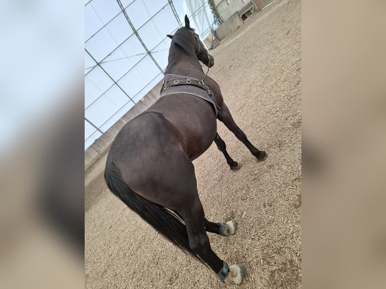 Other Warmbloods Gelding 10 years 16,2 hh Smoky-Black in Dachau